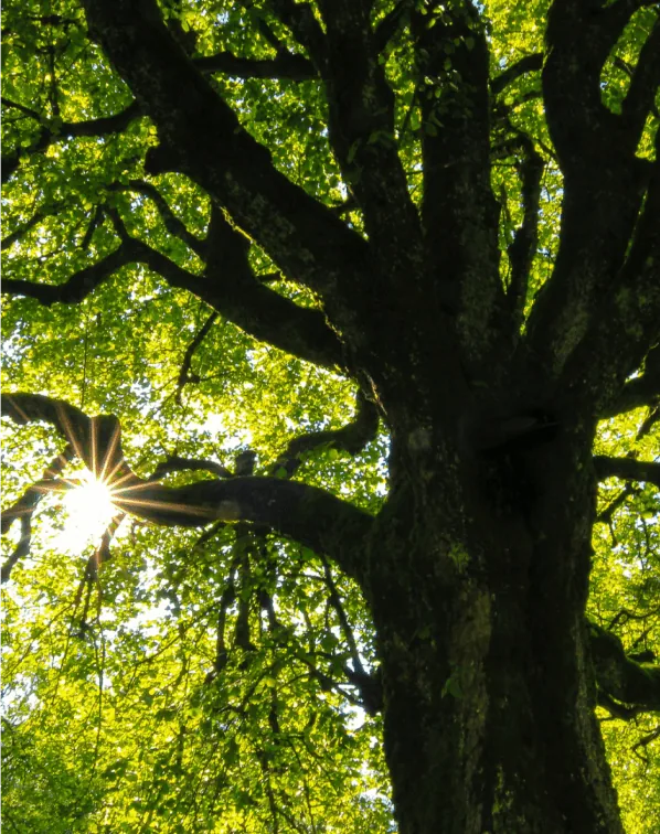 A tree with many branches.