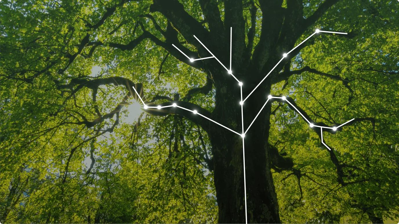 A tree with many branches.